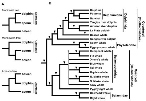 Genes Free Full Text Sines As Credible Signs To Prove Common Ancestry In The Tree Of Life A