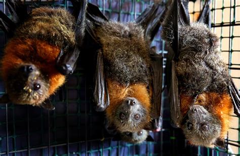 How To Save Flying Foxes From Wrong Netting Daily Telegraph
