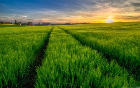 Green Field Wallpapers Top Free Green Field Backgrounds Wallpaperaccess