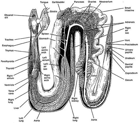 Lung Muscle Anatomy Snake Gastrointestinal Tract Anatomy