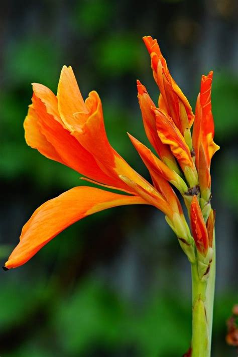 Unusual flowers amazing flowers beautiful flowers beautiful gorgeous beautiful things flower power dream garden trees. Canna lily - Joyful, Beautiful gorgeous pretty flowers ...