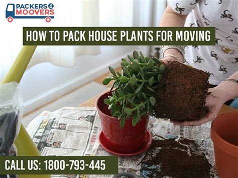 Move Your Favorite Plant When Relocating To New Place By Packers