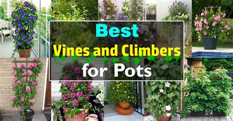 24 Best Vines For Containers Climbing Plants For Pots Balcony