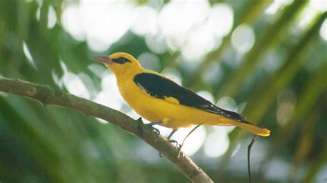 Common Birds Of Kerala Birds Of Kerala