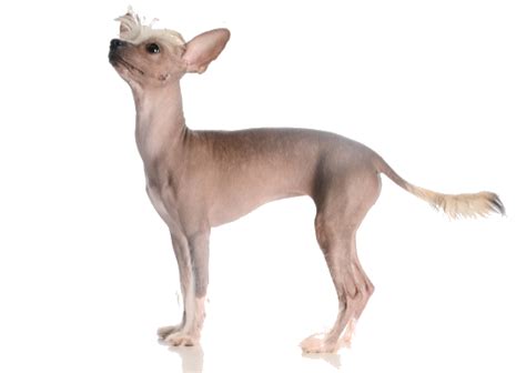 Chinese Crested Breed Facts And Information Petcoach