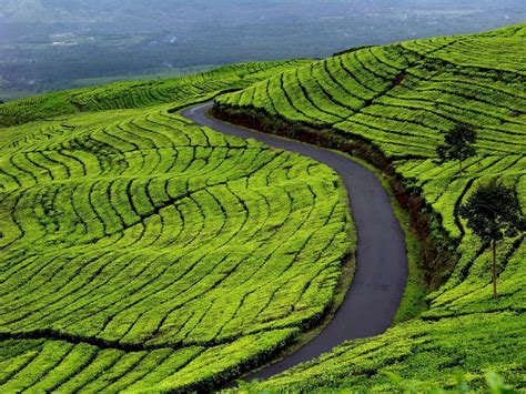 Rencana berburu sunrise alias matahari terbit di minggu pagi gagal total setelah kami jauh lebih sayang kasur daripada harus keluar keluar kamar mulai 'blusukan' di antara kebun teh di malabar. Inilah Perkebunan Teh Tertinggi di Asia Tenggara, Di Mana ...