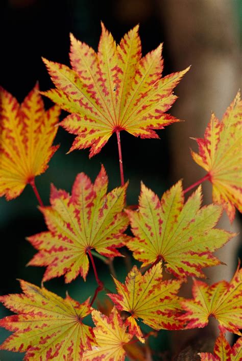 18 Japanese Maple Trees Youll Definitely Want To Plant In Your Yard