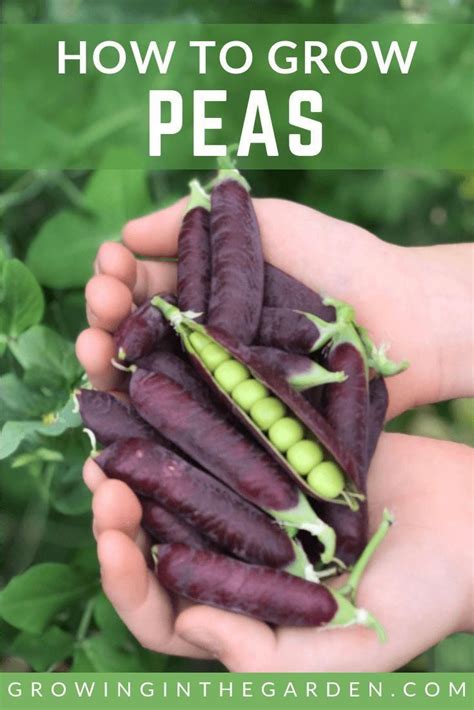 Peas Planting Growing And Harvesting Peas How To Grow
