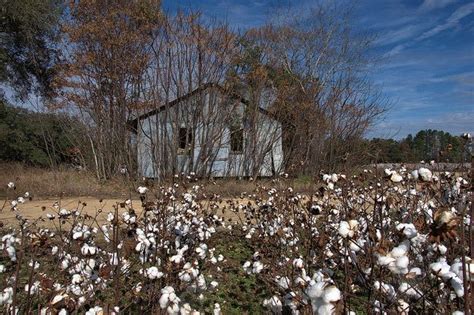 Abandoned Farm Building Cotton Fields Jenkins County Ga Photograph