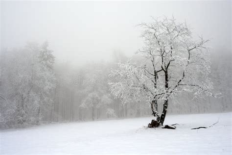 Solitary Tree In Winter Snowy Landscape With Snow And Fog Foggy