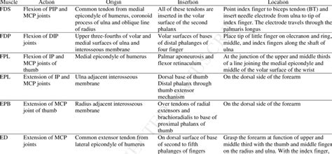Muscles named for their location. Hand muscles, action, origin, insertion, and location of ...