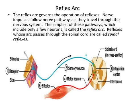 Pathway Of Reflex Arc