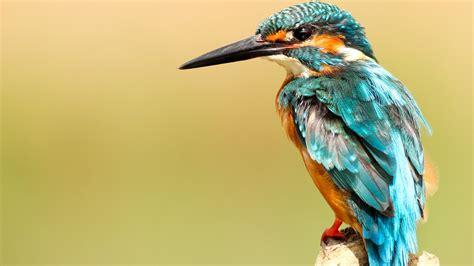 35+ Kingfisher Bird Photos Hd Background - Wallpaper HD Collections