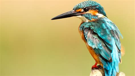 You can download beautiful birds wallpaper for free to your background desktop, pc, table, smartphone and other device. Beautiful Kingfisher Bird Wallpaper | HD Wallpapers