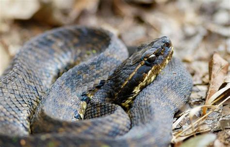 6 Poisonous Snakes In Georgia Photos Id Guide And Dopplegangers