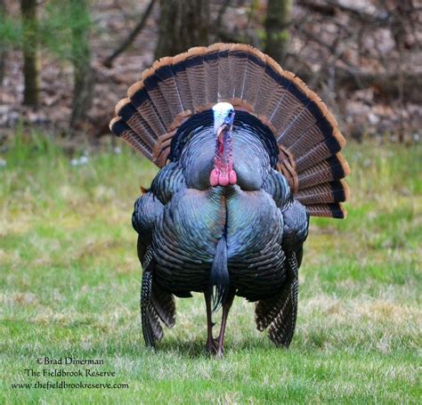 The Fieldbrook Reserve Birds Of A Feather Turkeys