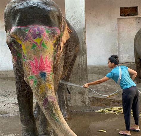 Elephant Sanctuary Volunteer Work With Elephants Volunteer With
