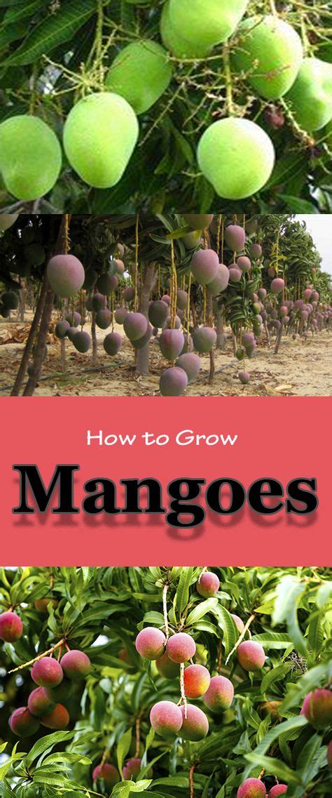 How To Grow Mango Tree Growing Mango Easily Everything About Garden