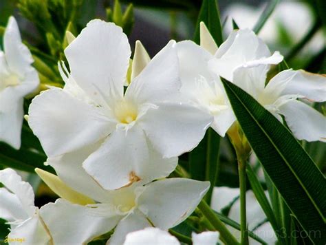 White Oleander Plant And Nature Photos Jenseye