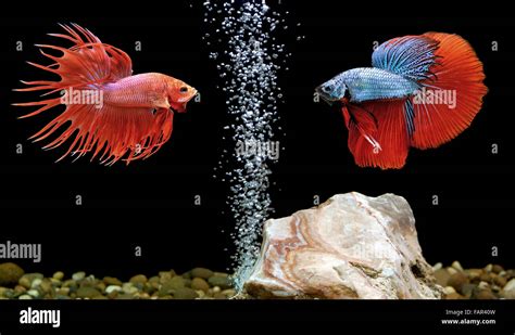 Two Betta Fish Siamese Fighting Fish In Aquarium Stock Photo Alamy