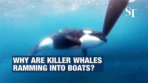 Why Are Killer Whales Ramming Into Boats Youtube