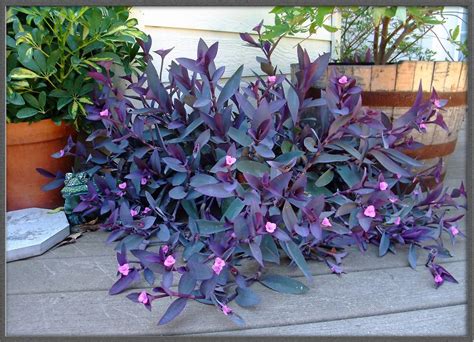 'variegata' sports dazzling purple, cream, and pink stripes; Setcreasea pallida - Google Search | Idee giardino piante ...