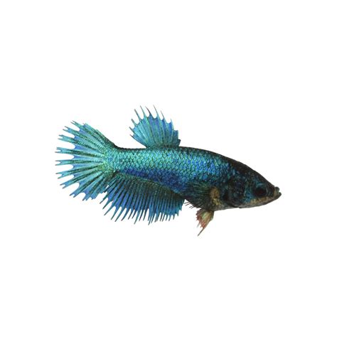 Blue Female Crowntail Betta Fish Petco