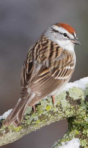 Chipping Sparrow Indiana Audubon