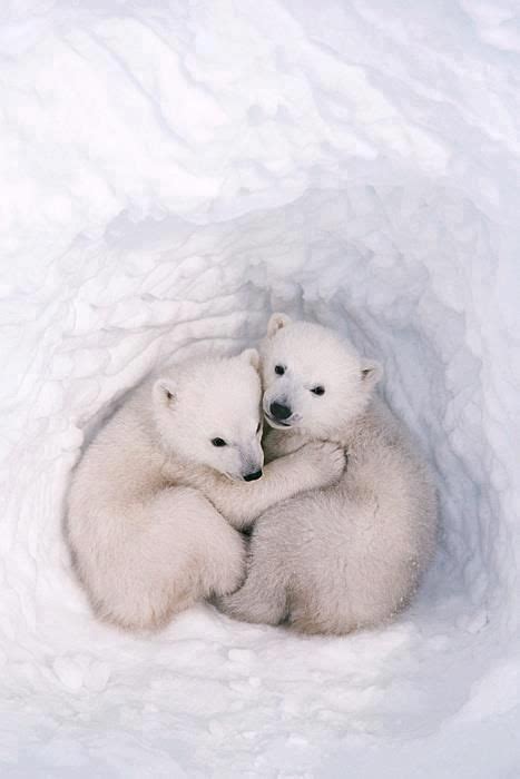 Twin Polar Bear Cubs In A Snow Den Cute Animals Baby Polar Bears