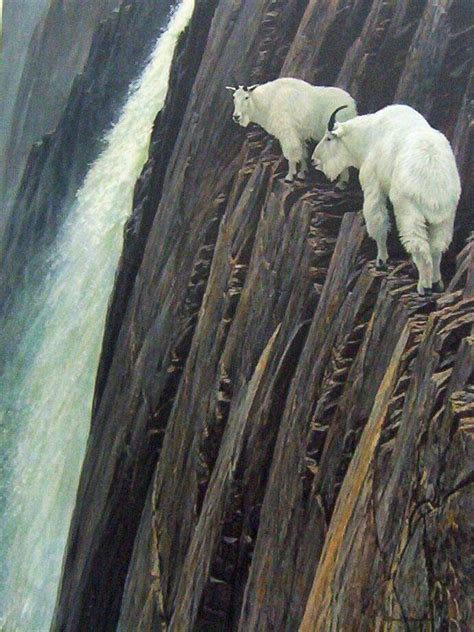 10 Images That Prove Mountain Goats Are Better Rock Climbers Than You And I