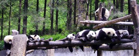 Sichuan Wolong National Panda Natural Reserve Travel China With Me