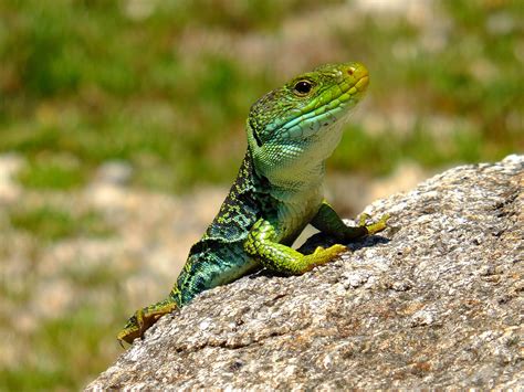 Fotos Gratis Naturaleza Fauna Silvestre Macro Reptil Iguana