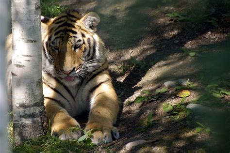 Tigre De Lamour Zoo Sauvage De Saint Félicien Jacme31 Flickr