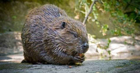 Saving Beavers From Federal Agency Will Help Salmon Survive Lawsuit Says