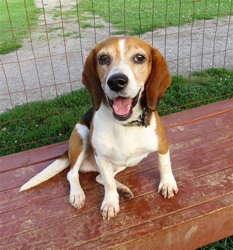 Beagle Puppy Adoption Maryland | Beagle Puppy