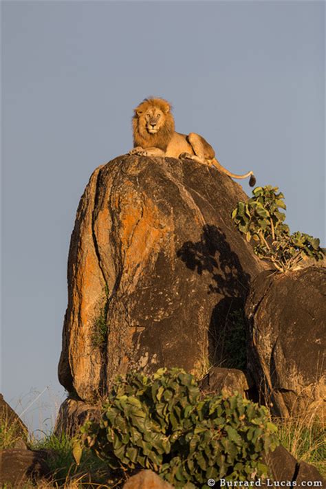 The Real Lion King Lives In Uganda Africa Geographic