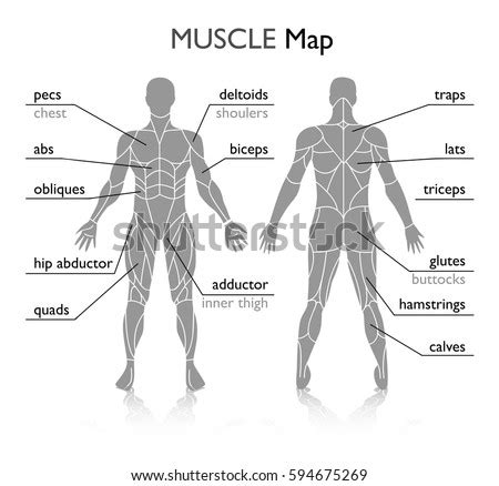 Muscles.3 different types of muscles.smooth muscle.cardiac muscle.skeletal muscles.functions of skeletal muscles.muscular system.skeletal muscles.lower body muscles.picture of lower body. Back Muscles Diagram Simple - labeled muscles of lower leg - Yahoo Search Results ... / But ...