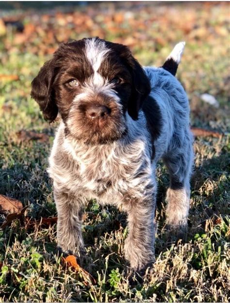 Maybe you would like to learn more about one of these? "Henry"7weeks old🐾 Wirehaired pointing griffon💙 | Griffon ...