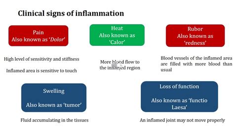 Definition Types And Mechanisms Of Inflammation Pathophysiology By