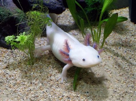 The fish is in the perch family and is found in alabama and tennessee. Unusual Tropical Fish For Your Freshwater Home Aquarium