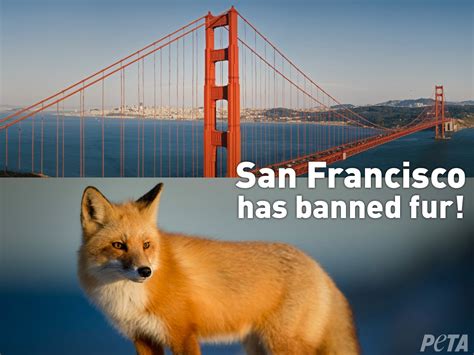 BREAKING SanFrancisco Has Banned Fur They Are The First Major US City To Ban Fur Sales