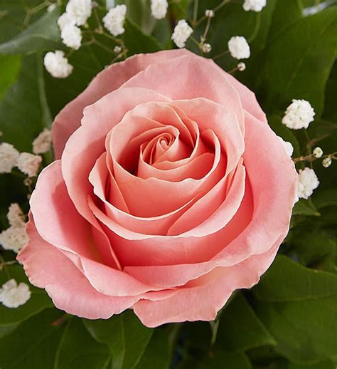 Rose Elegance Premium Long Stem Pink Roses 1800flowers