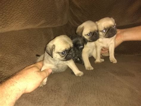 More images for pug puppies oregon » Pug-Zu Puppies for Sale in Grant's Pass, Oregon