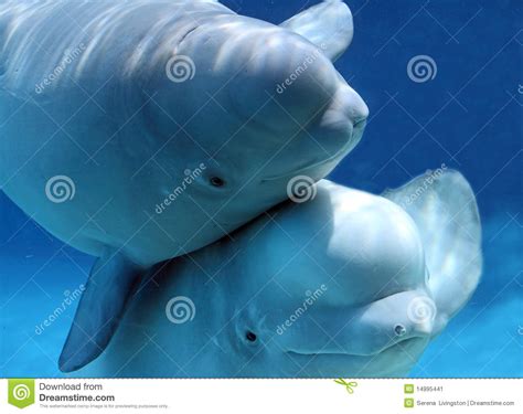 Cute Pair Of Beluga Whales Stock Image Image 14995441