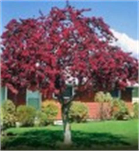 Zone 7 gardeners reside comfortably between the two extremes and are freer to select the loveliest flowering plants to give their gardens color. Most Popular Trees at arborday.org