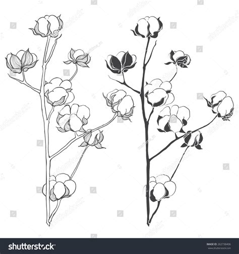 Set Cotton Isolated On White Background Stock Vector Royalty Free