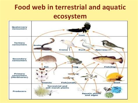 Ideal habitat for humans remember all living things need food, water, air, shelter (cover) and space to survive. Food chain,food web and ecological pyramids