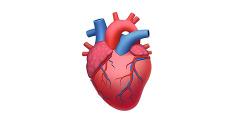 🫀 Corazón Anatómico Emoji — Significado Copiar Y Pegar Combinaciónes