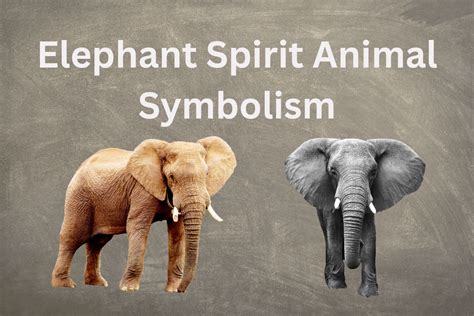 Elephant Spirit Animal Symbolism Symbolscholar