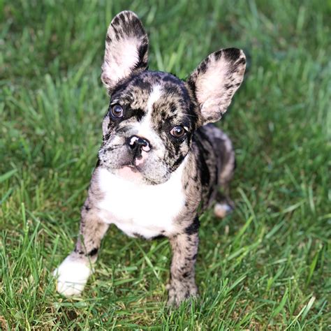 Zibâthe Merle Frenchie Girl ️ Dogs Bulldog